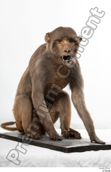 Whole Body Monkey Animal photo references